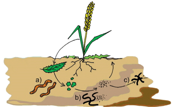 Deja que la naturaleza haga su trabajo
